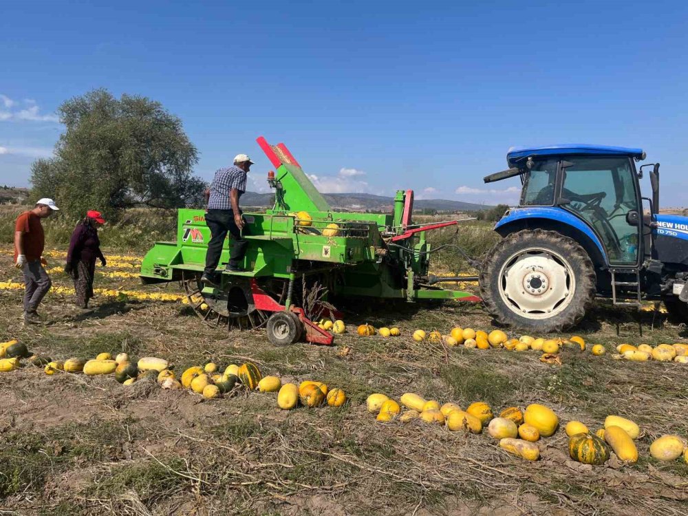 Esence Mahallesi, Kabak Çekirdeği Üretim Merkezi Haline Geldi