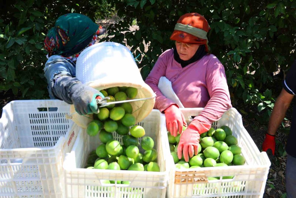 Limon bahçede 8, markette 25 lira