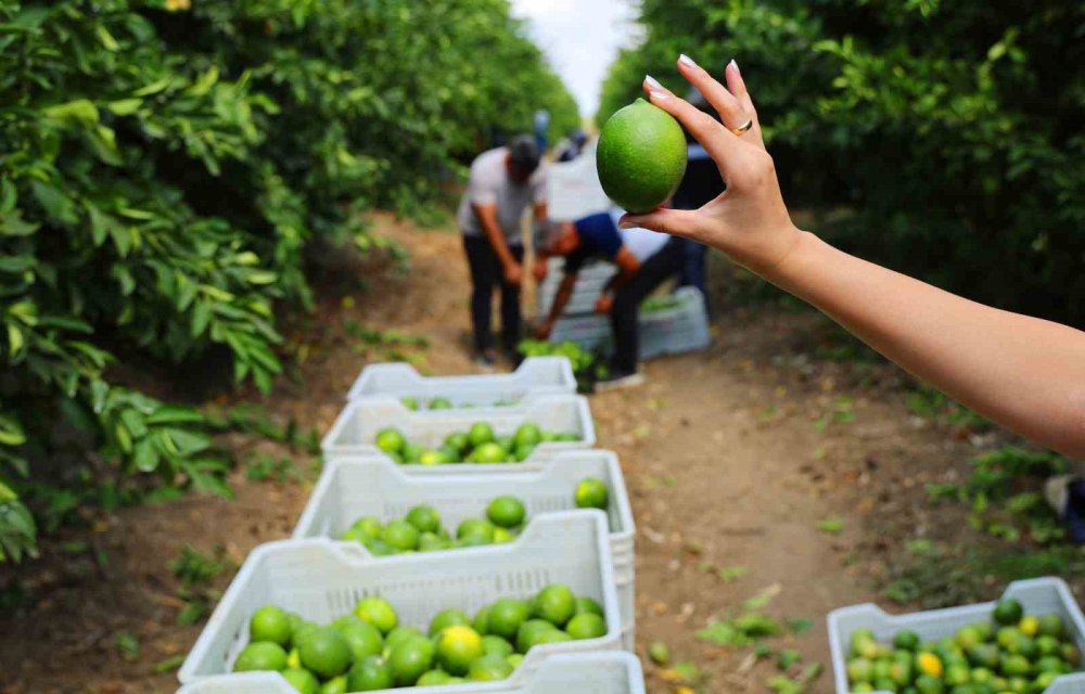 Limon bahçede 8, markette 25 lira