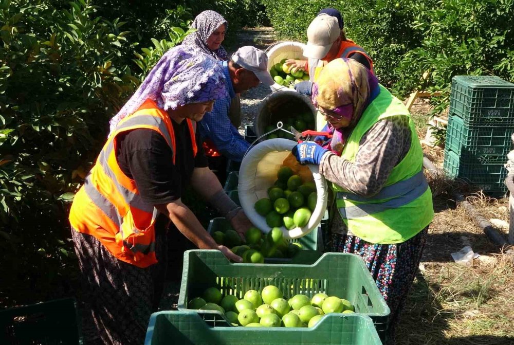 Limonun Başkentinde Sezon Açıldı: En Pahalısı 15 TL