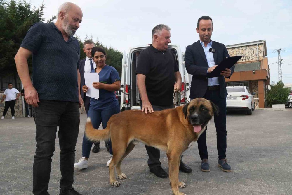 Belediyeden örnek proje: Sokak köpekleri iş sahibi oldu