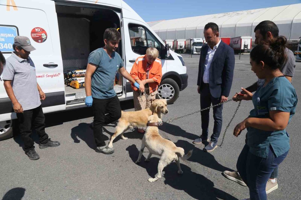 Belediyeden örnek proje: Sokak köpekleri iş sahibi oldu