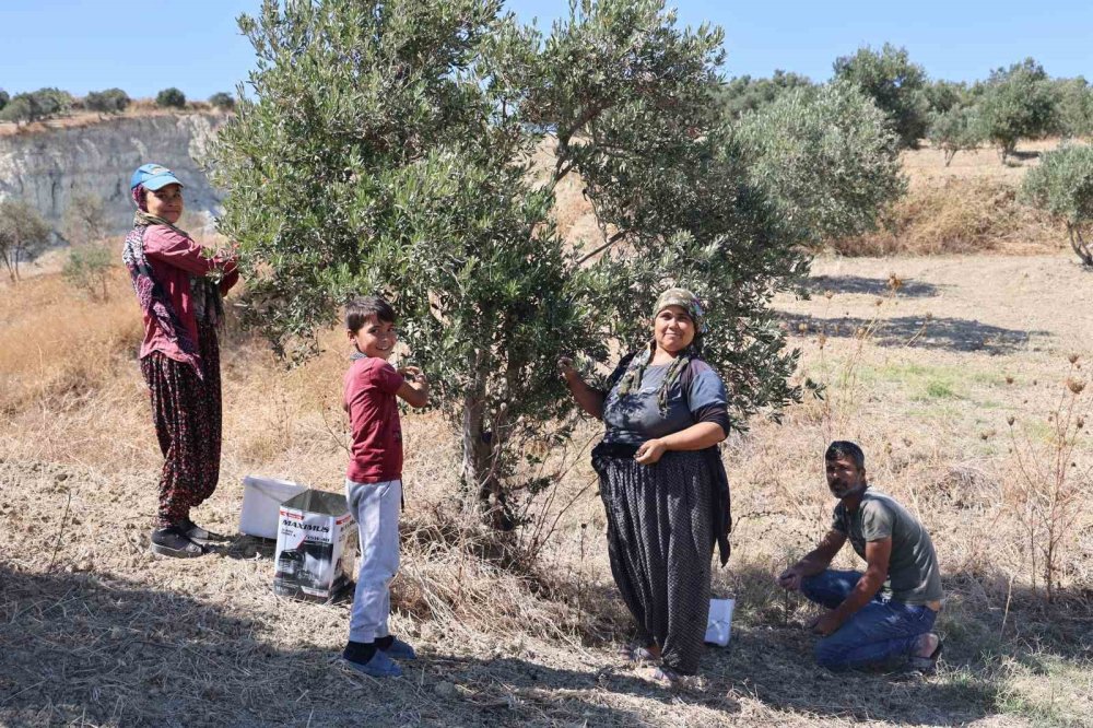 Depremin ayırdığı zeytin bahçesinde zorlu hasat