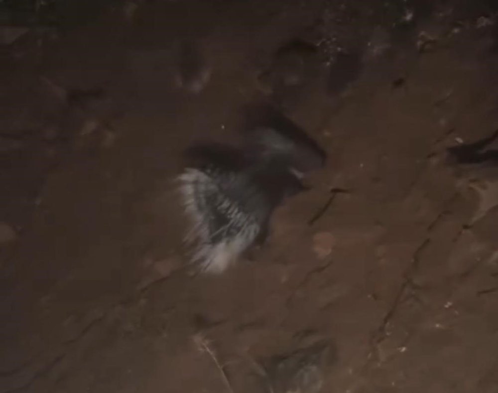 Oklu kirpi Konya'da görüldü