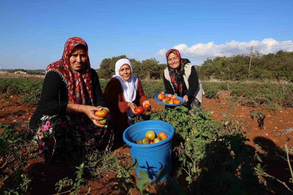 Susuz yetişen domateste hasat sürüyor