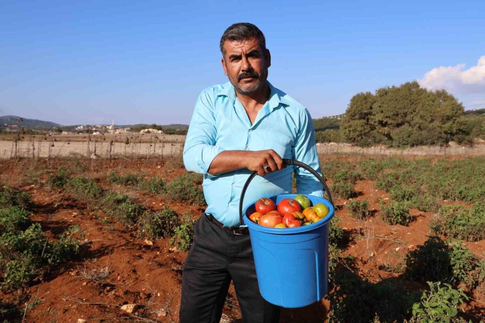 Susuz yetişen domateste hasat sürüyor