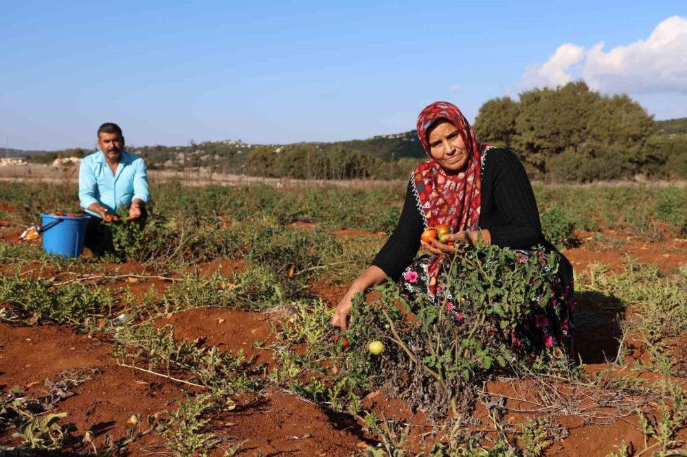 Susuz yetişen domateste hasat sürüyor