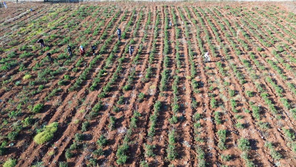 Susuz yetişen domateste hasat sürüyor