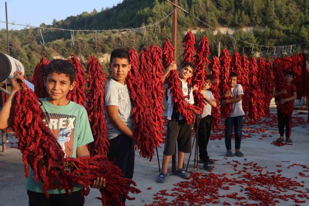 Yenihisar'da Kurutmalık Biber Mesaisi: Evler Kırmızıya Büründü