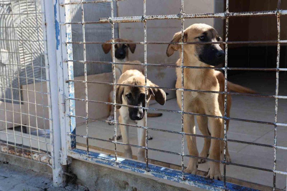 İzmir'de barınak skandalı: Uyuyan köpeği 'öldü' diyerek paylaştılar