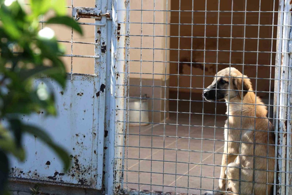 İzmir'de barınak skandalı: Uyuyan köpeği 'öldü' diyerek paylaştılar