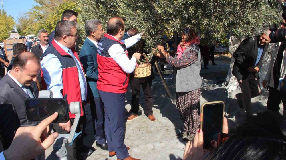 Bin 300 yıllık zeytin ağacından hasat yapıldı