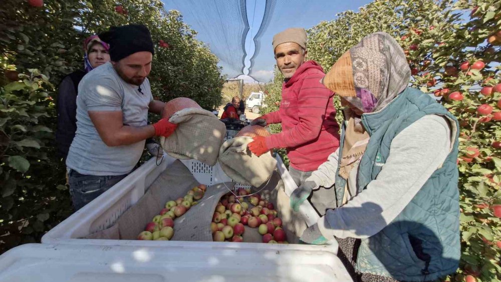 Türkiye'nin elma üretim merkezinde son hasat