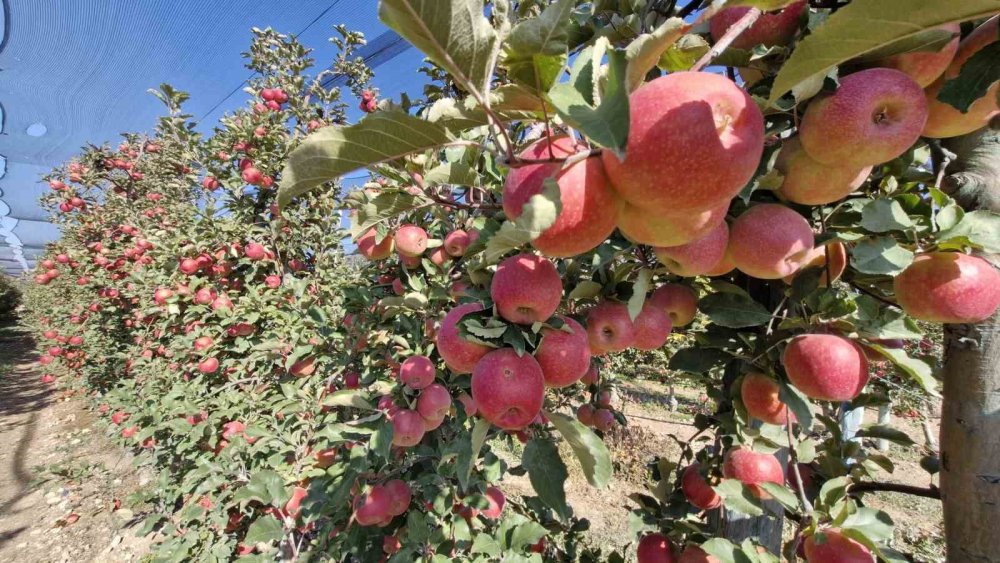 Türkiye'nin elma üretim merkezinde son hasat