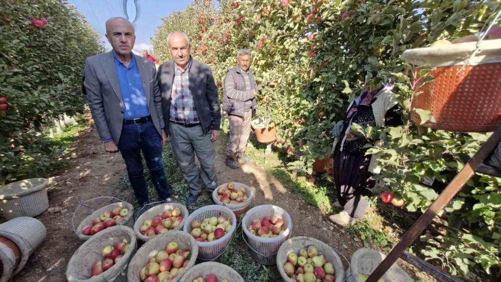 Türkiye'nin elma üretim merkezinde son hasat