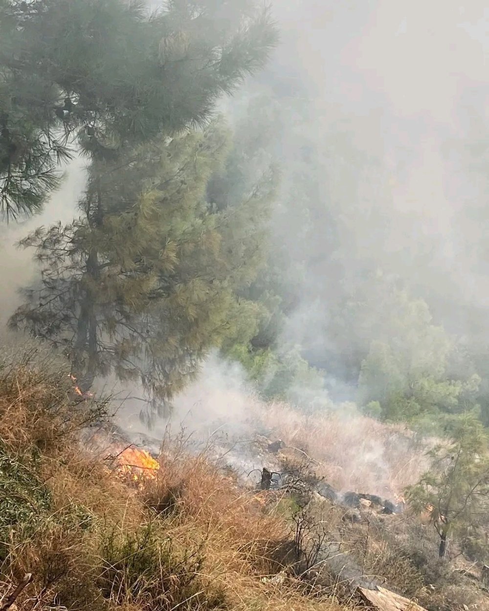 İskenderun’da orman yangını
