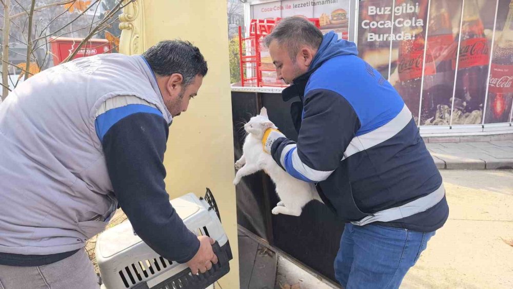 Bacağı kırılan kedi hastanenin aciline geldi