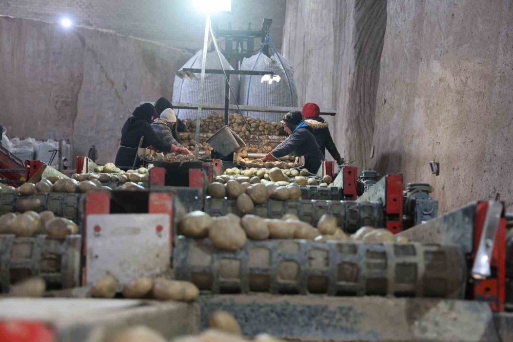 2024’te Türkiye’de 6,5 Milyon Ton Patates Üretildi
