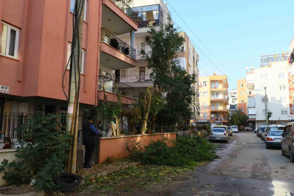 Ağaç budamaya çıktı, mahallenin elektriğini kesti