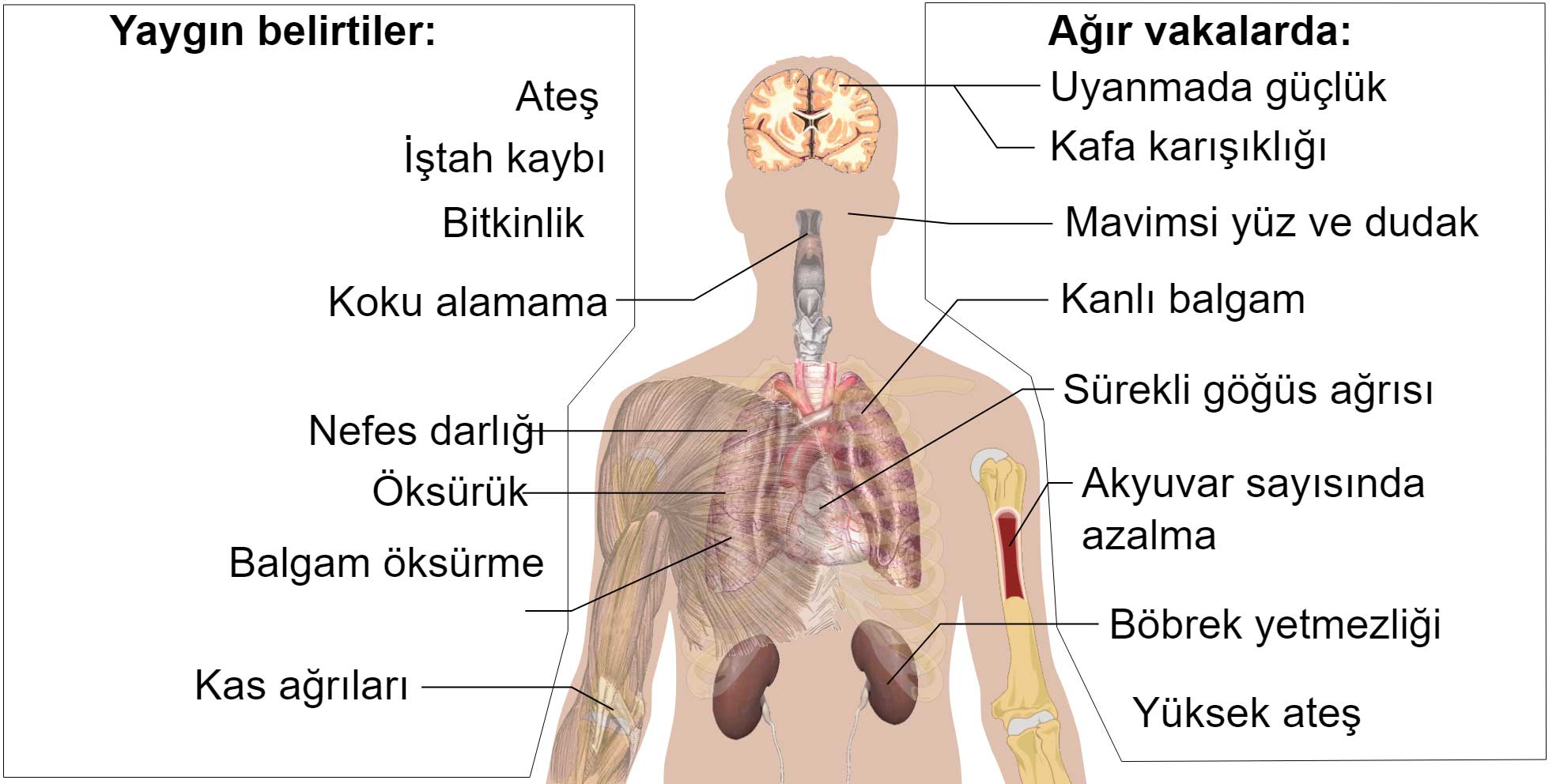 vaka-semptomlari.jpg