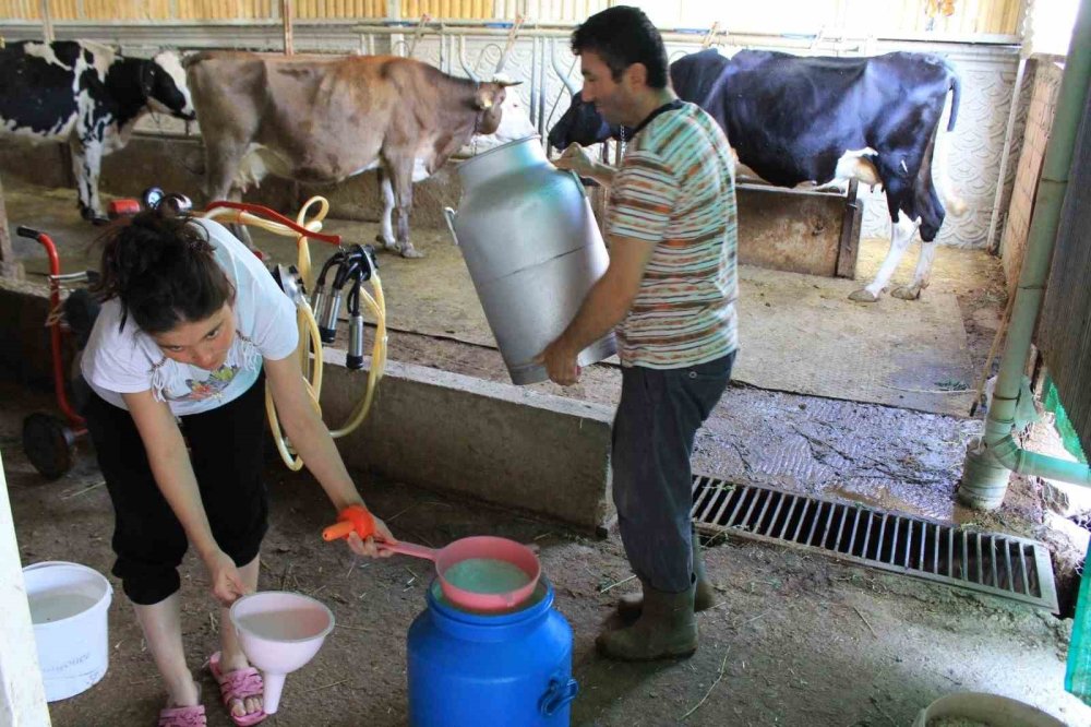 Ulusal Süt Konseyi'nin Fiyatı Tartışma Yarattı: Çiğ Süt Üreticisine 16,40 TL