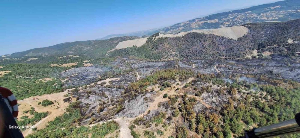 Bursa’da ormanlar küllerinden doğuyor