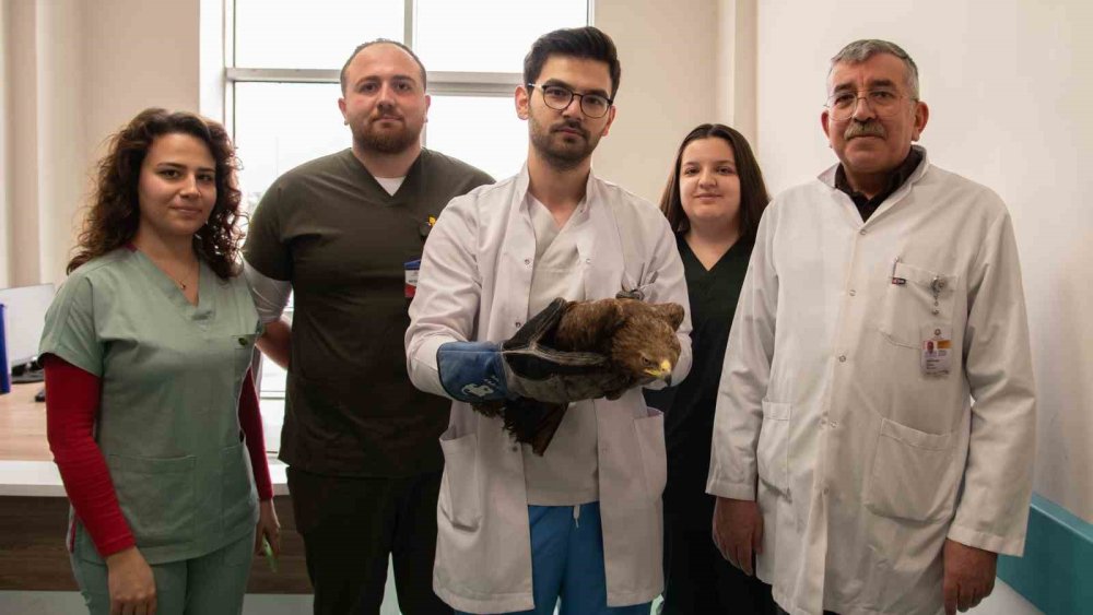 Yaralı kaya kartalı, Selçuk Üniversitesinde tedavi ediliyor