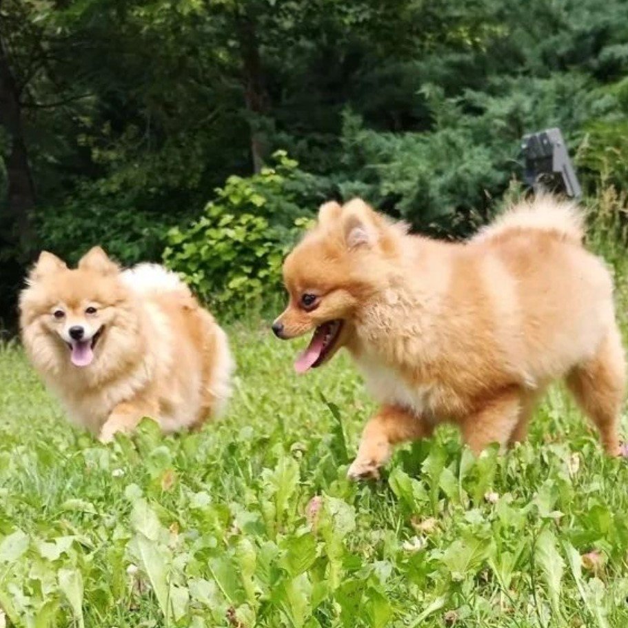 Köpekleri kim çaldı?
