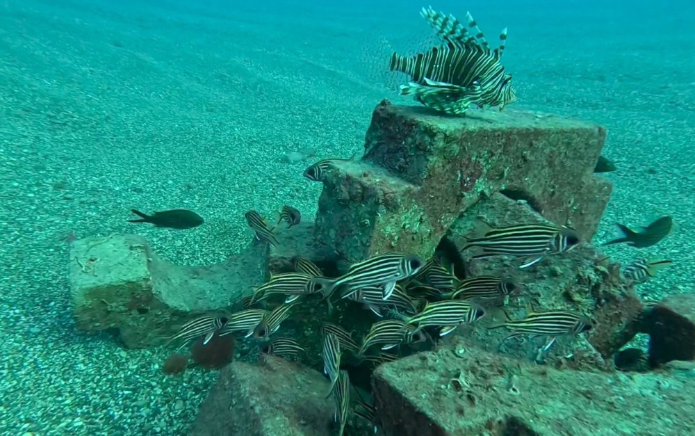 Beton borunun ayakları balıkların yaşam alanı oldu
