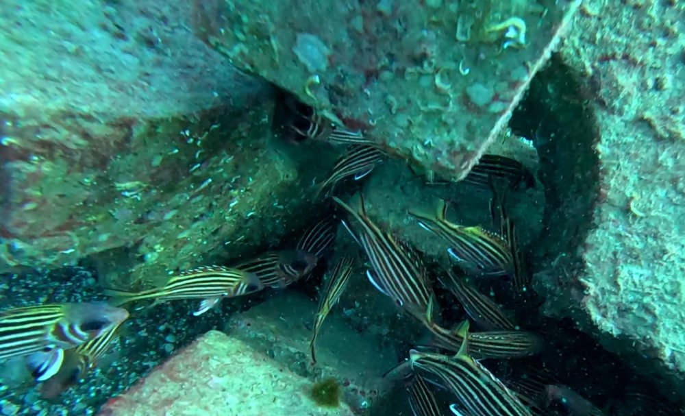Beton borunun ayakları balıkların yaşam alanı oldu