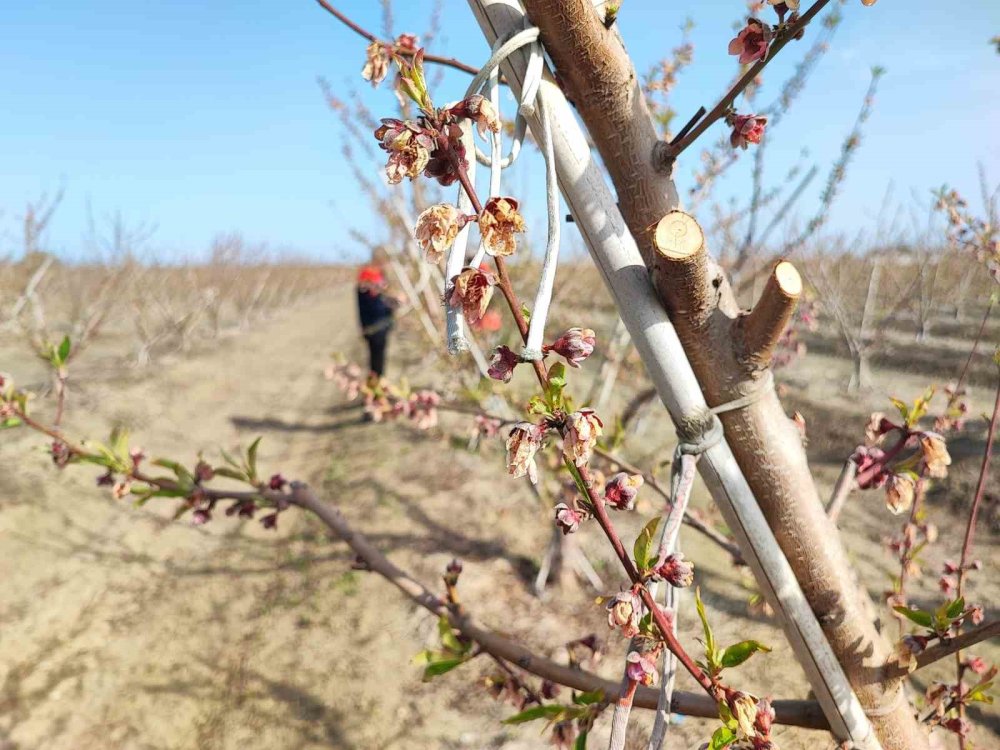 4 gün süren zirai don fiyatlara nasıl yansıyacak?