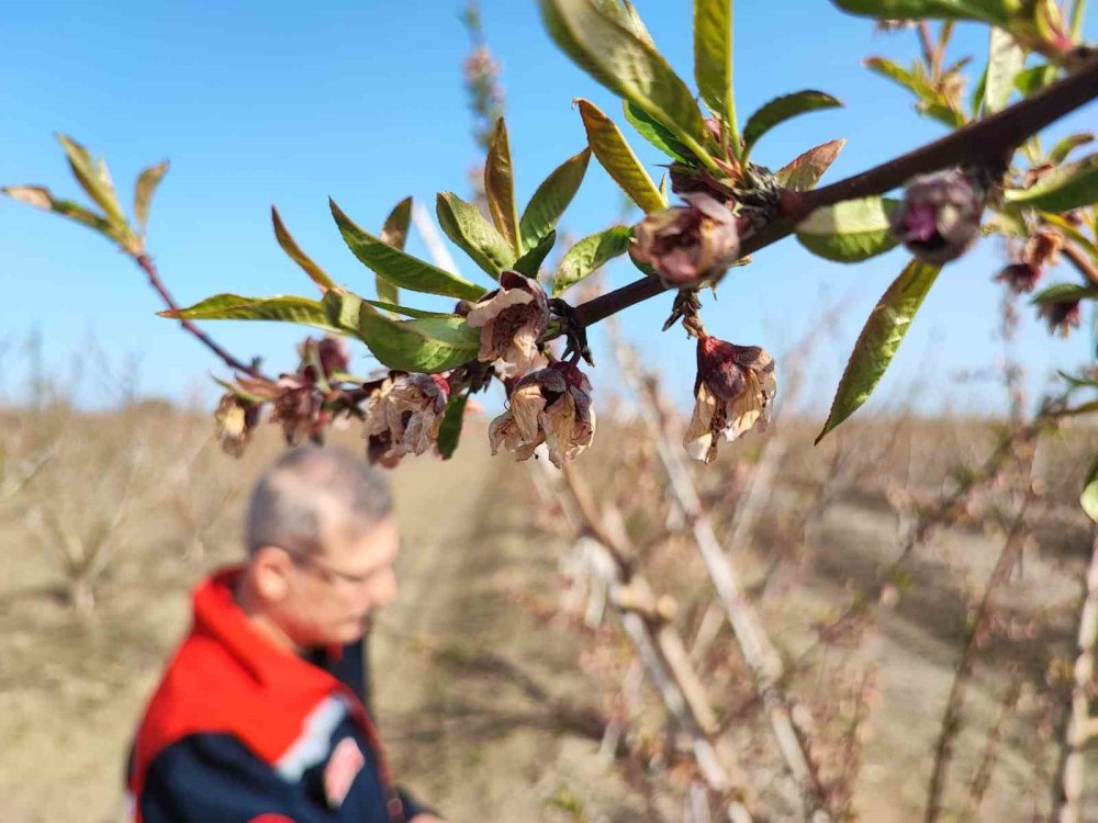 4 gün süren zirai don fiyatlara nasıl yansıyacak?