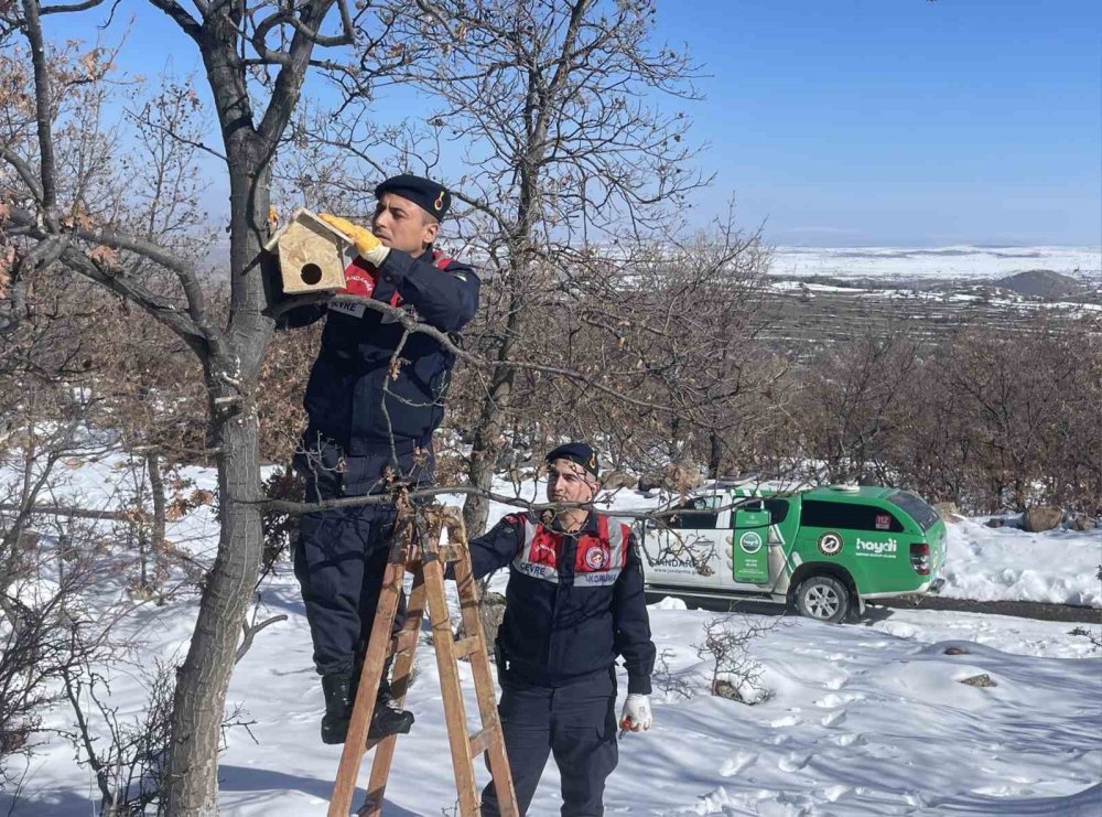 Aksaray'da kuşların kimsesi yoksa Jandarması var