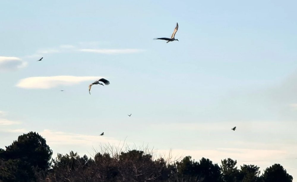 Beyşehir’e baharı müjdeleyerek gelmeye başladılar
