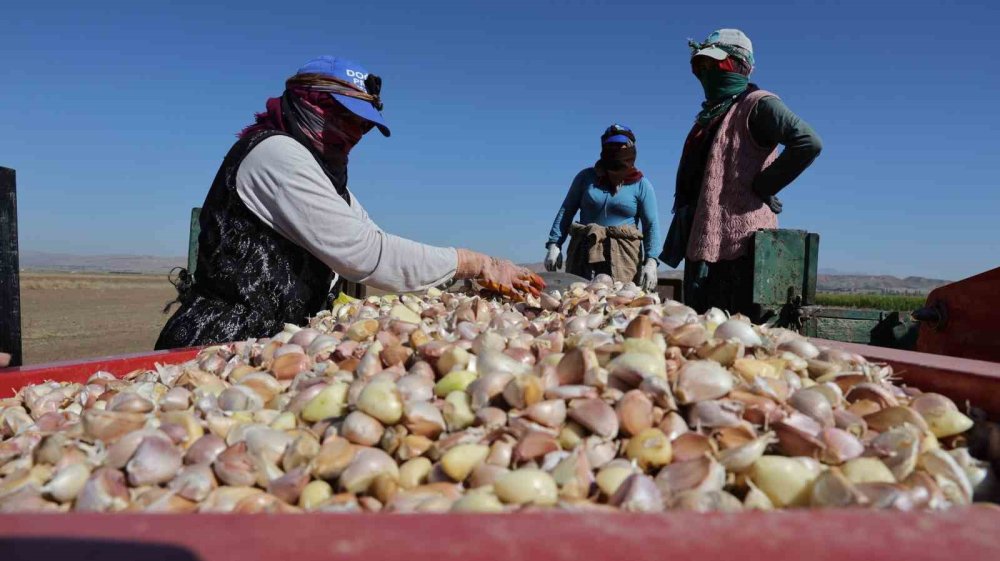 Aksaray Avrupa'ya açılıyor: Üretim 5 kat artacak