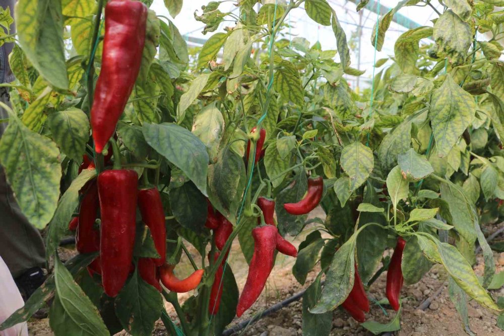 Kapya biber don sonrası uçuşa geçti