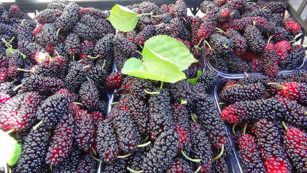 Silifke'nin yoğurdunu solladı! Kilosu 100 TL, ihraç ediliyor