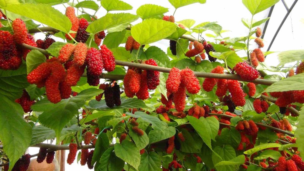 Silifke'nin yoğurdunu solladı! Kilosu 100 TL, ihraç ediliyor