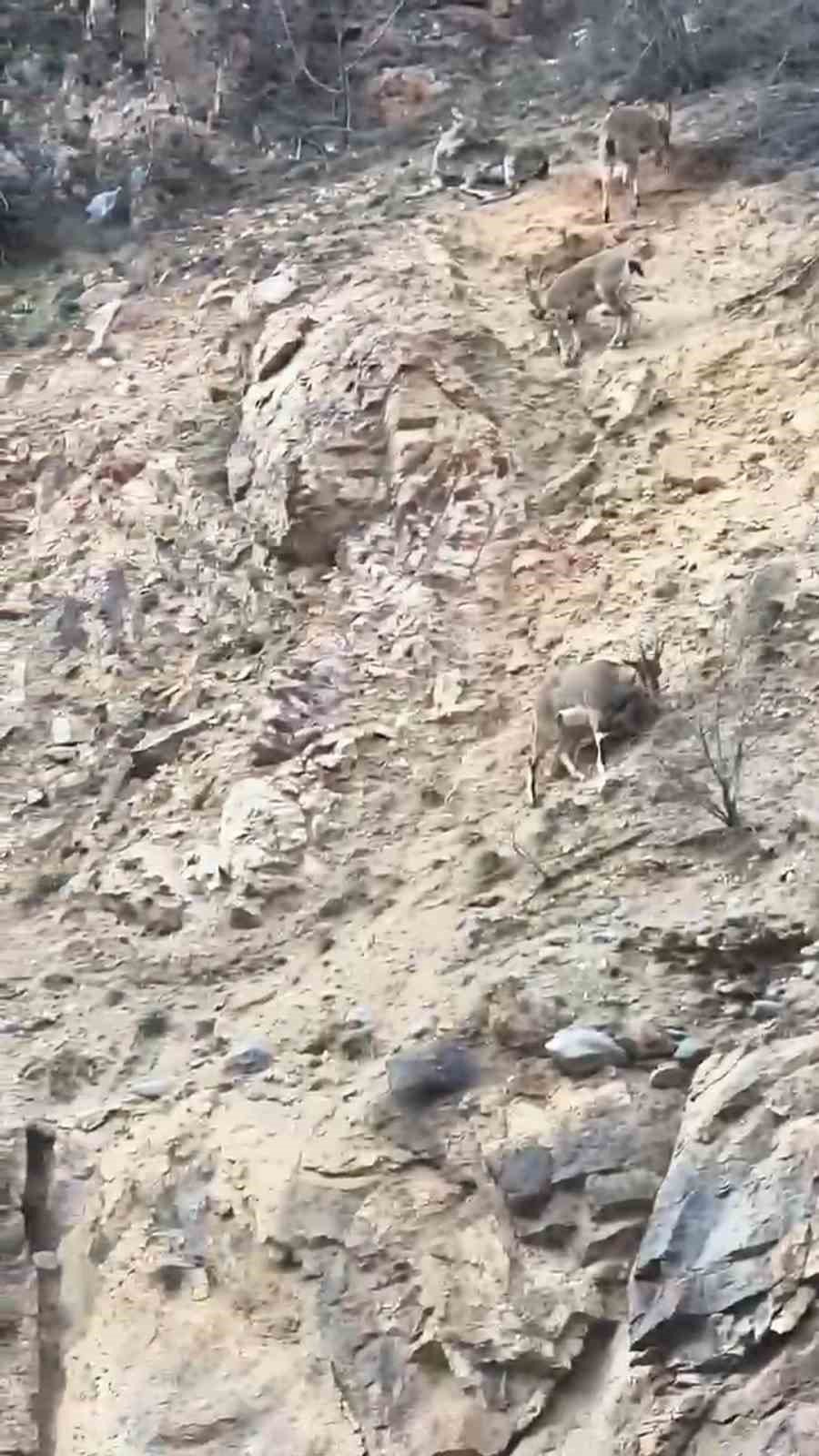 Yaban Keçileri Torul İlçe Merkezine Kadar İndi