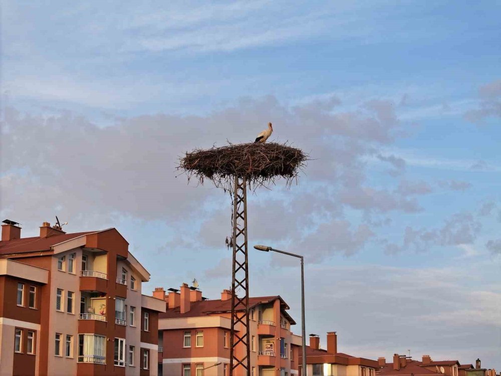 Elektrik direğinin sahipleri geldi