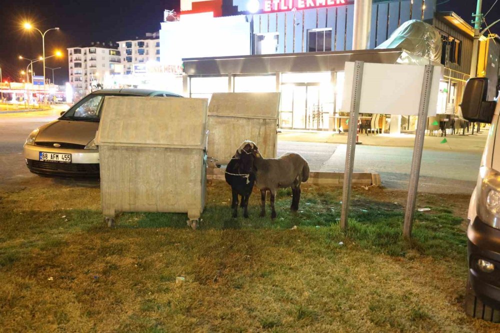 Aksaray'da başıboş koyun sorunsalı