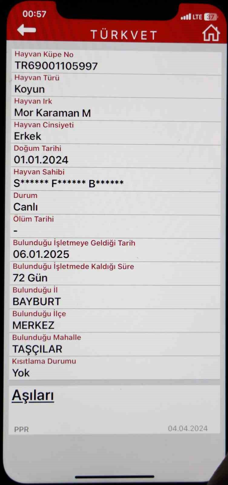 Aksaray'da başıboş koyun sorunsalı