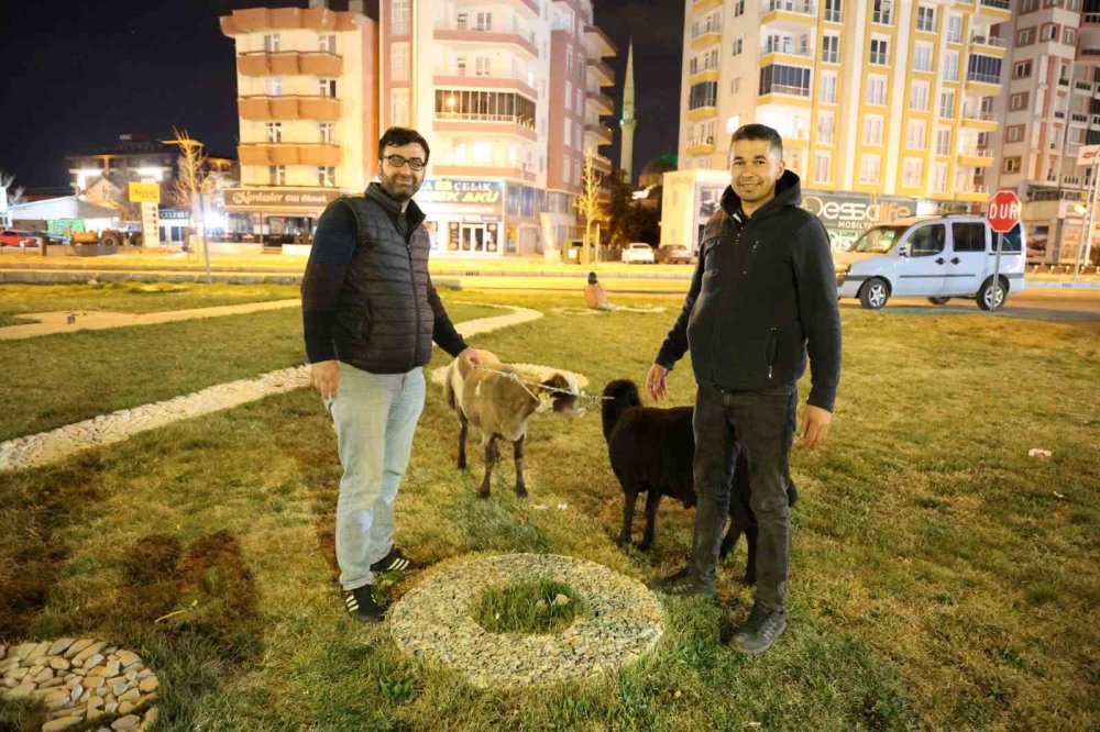 Aksaray'da başıboş koyun sorunsalı