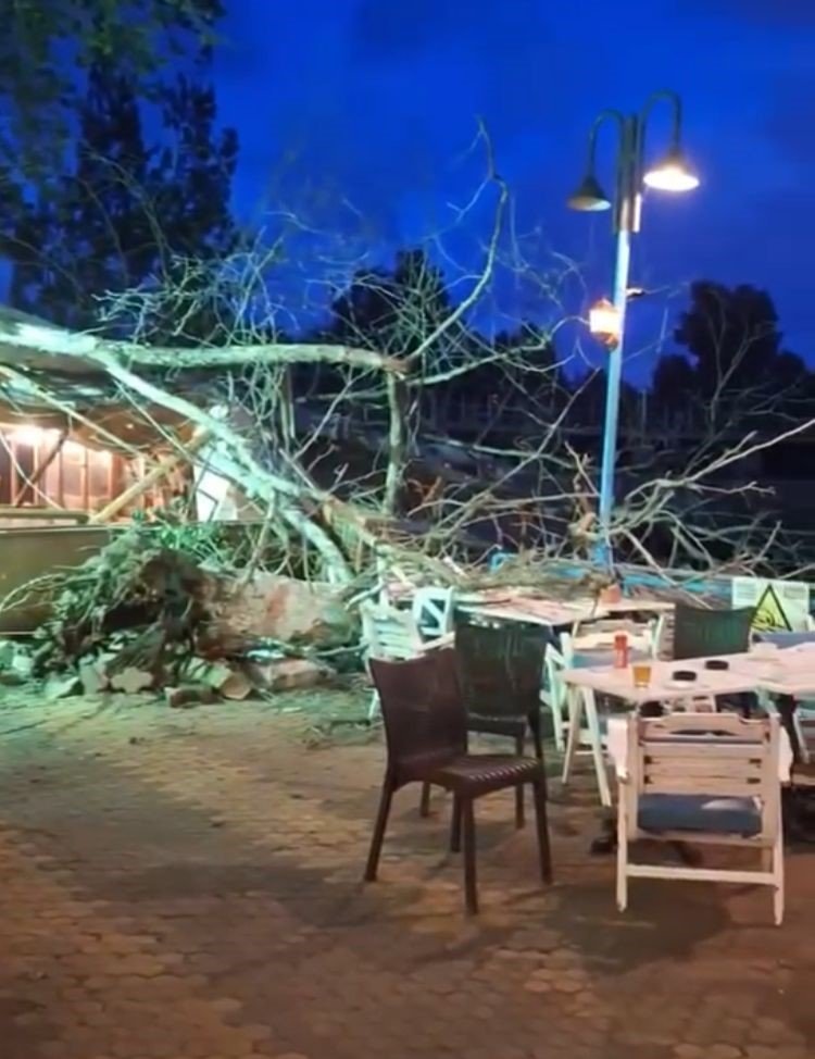 Mersin'in sembol ağacı 2 kişiyi altına aldı