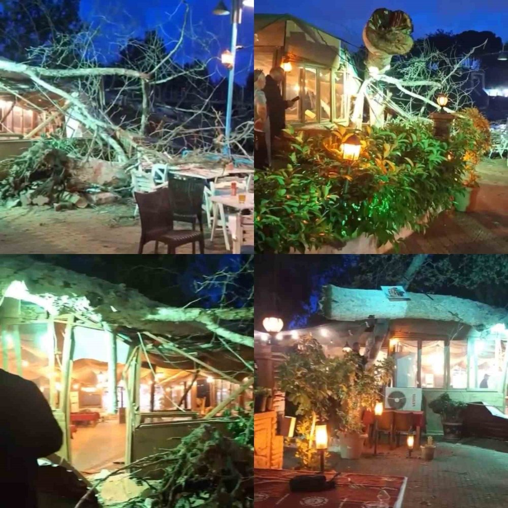 Mersin'in sembol ağacı 2 kişiyi altına aldı