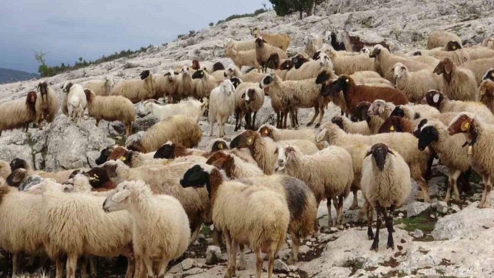 Isparta'da ne dağda ne ovada huzur kalmadı