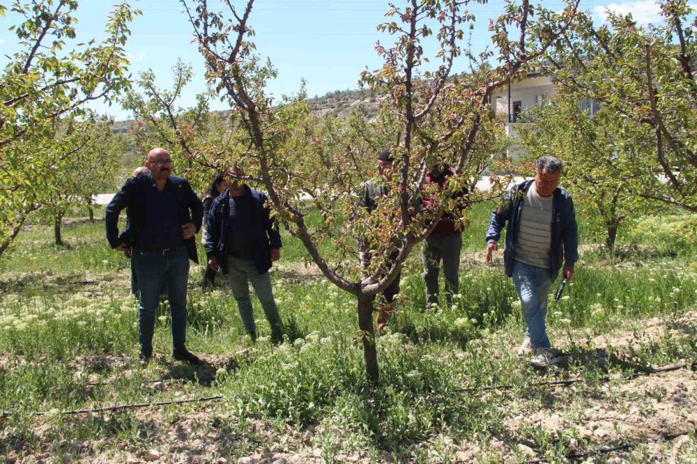 Kayısı merkezi zirai donu hafif atlattı