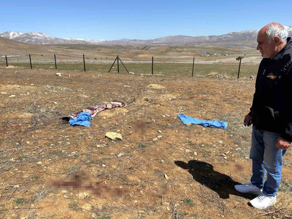 Yaşlı adamın ölümüyle sonuçlanan köpek saldırısına 2 gözaltı