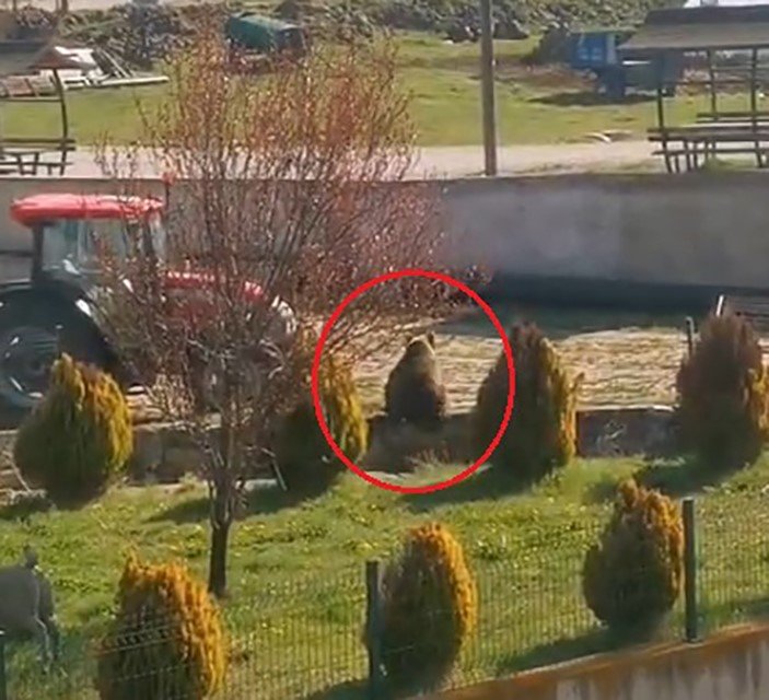 Köye inen ayıyı köpekler kovaladı