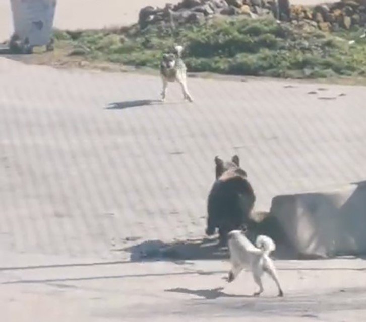Köye inen ayıyı köpekler kovaladı